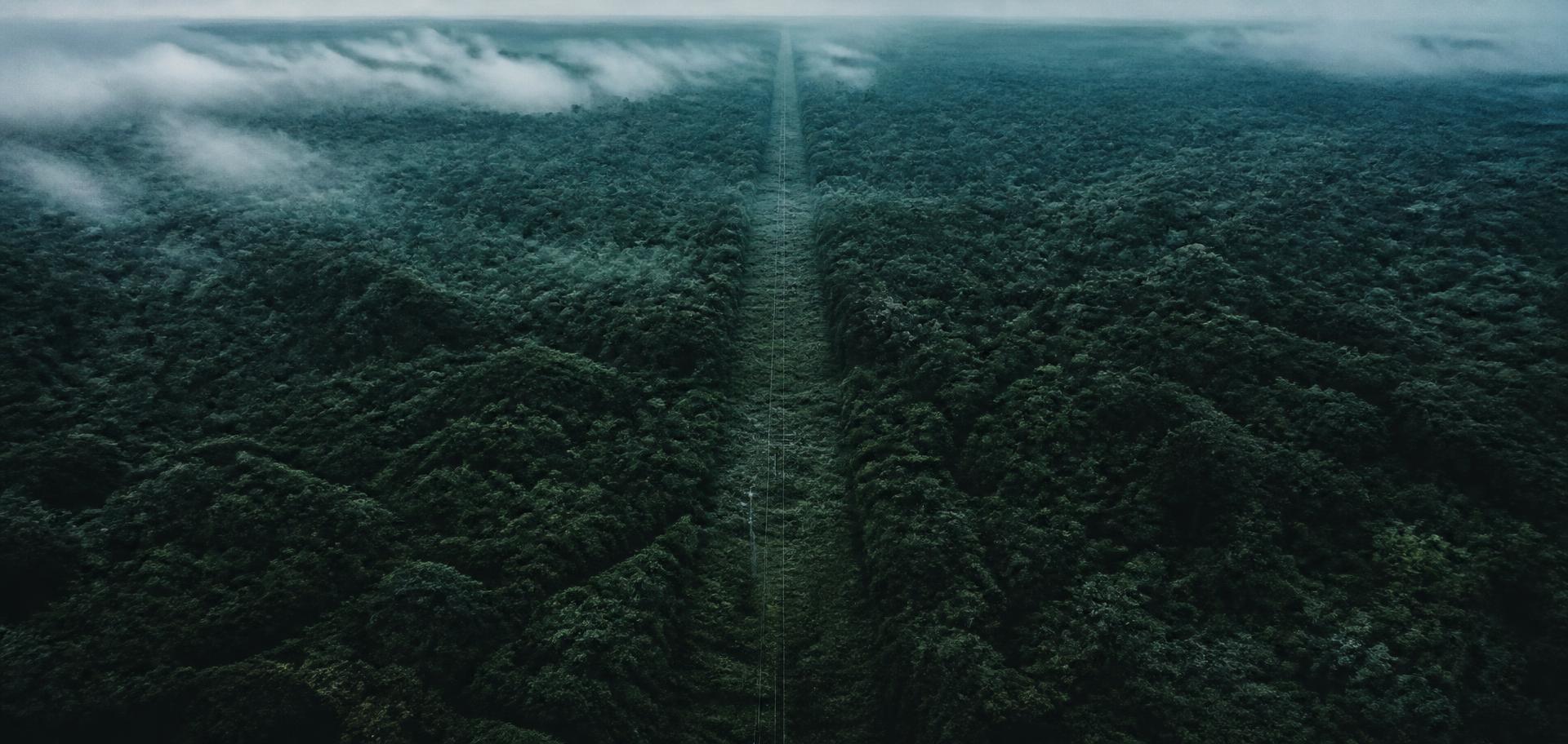 Aerial view of a utility corridor cut through dense tree canopy